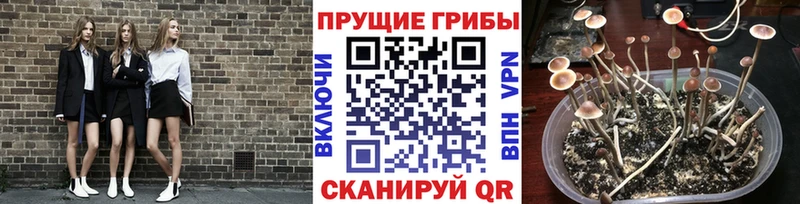 купить наркотики цена  Троицк  Псилоцибиновые грибы Magic Shrooms 